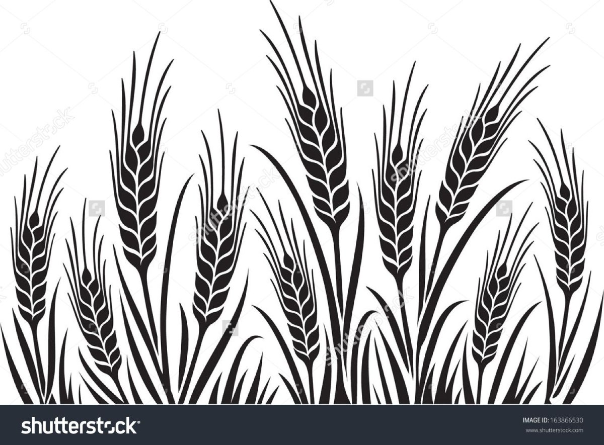Раскраска колосок пшеницы для детей