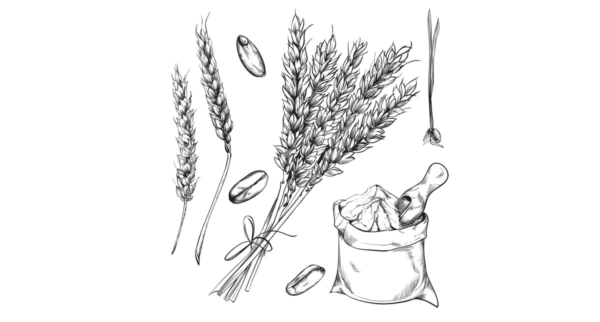 Пшеница рисунок