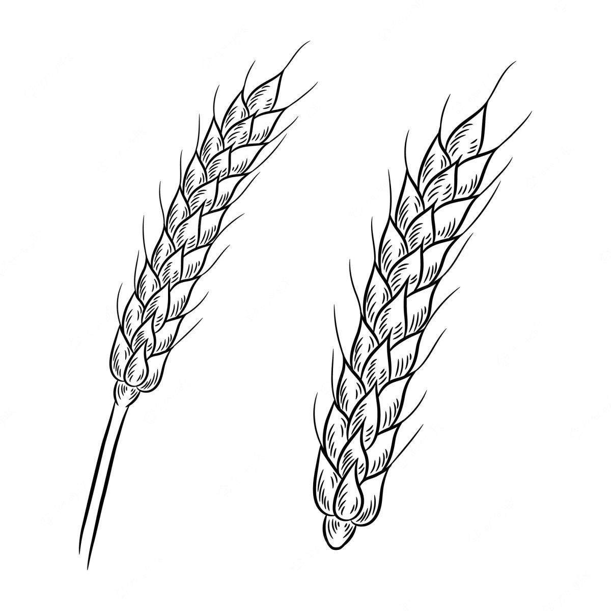 Колосья пшеницы