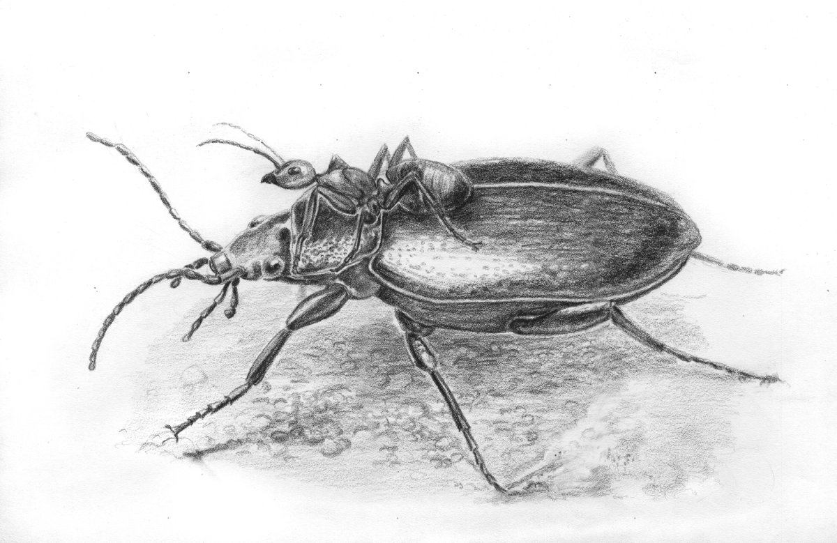 Приключения Флика раскраска