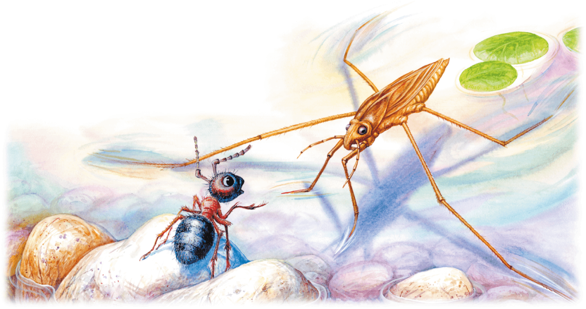 Муравей раскраска для детей