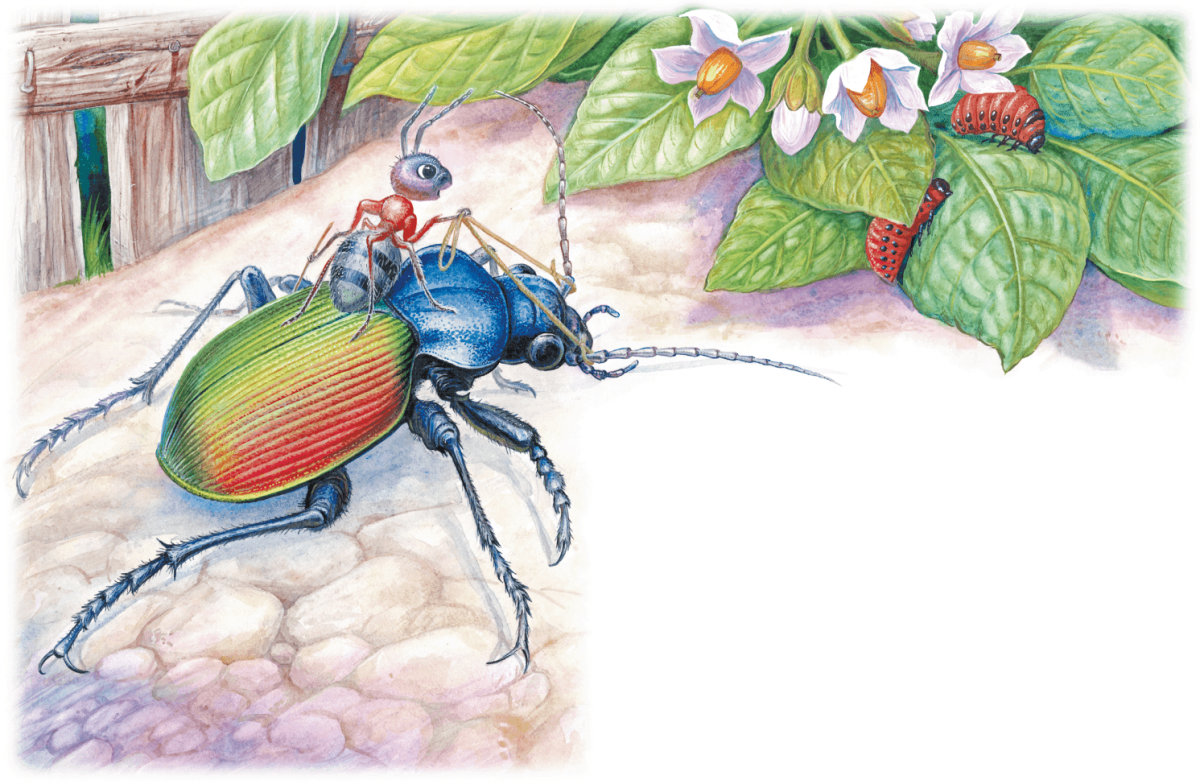 Раскраска насекомые муравей