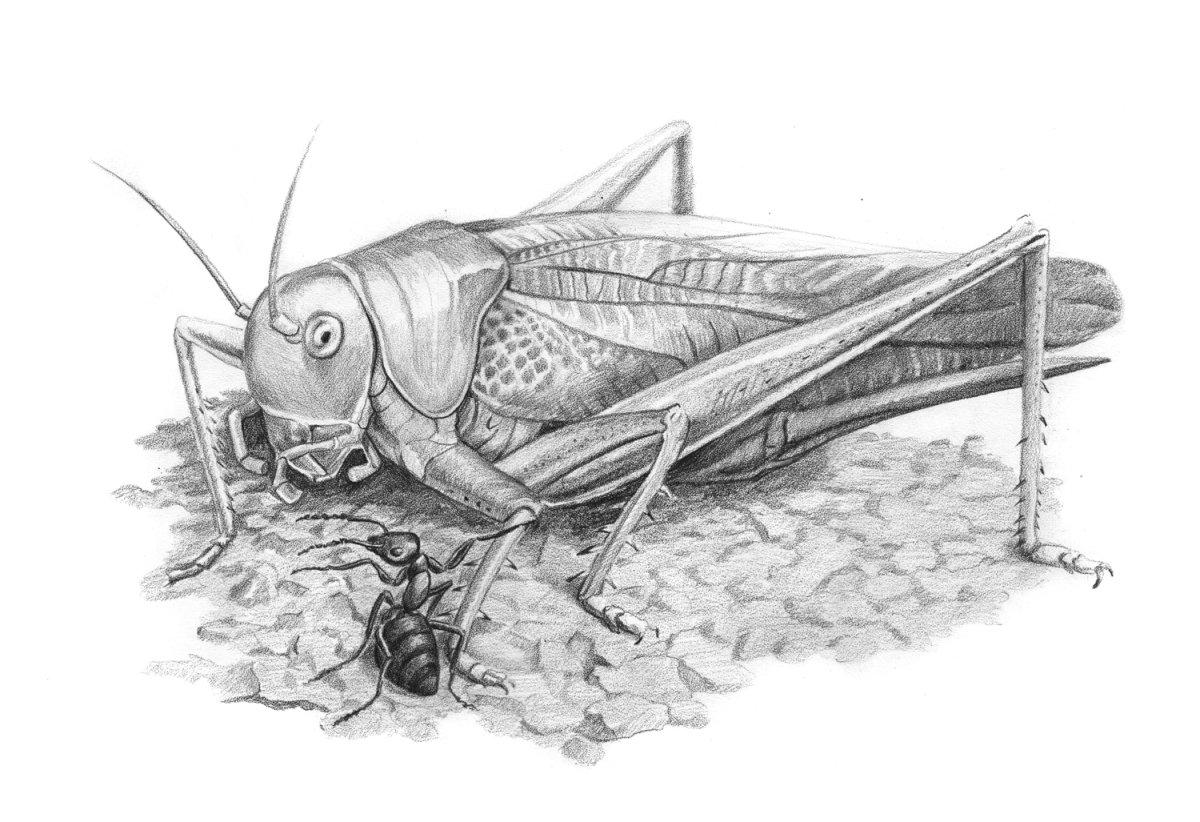 Виталий Бианки паук сенокосец