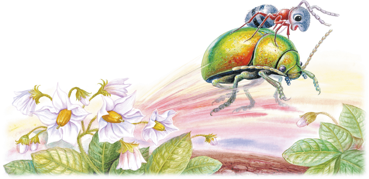 Приключения муравьишки раскраска