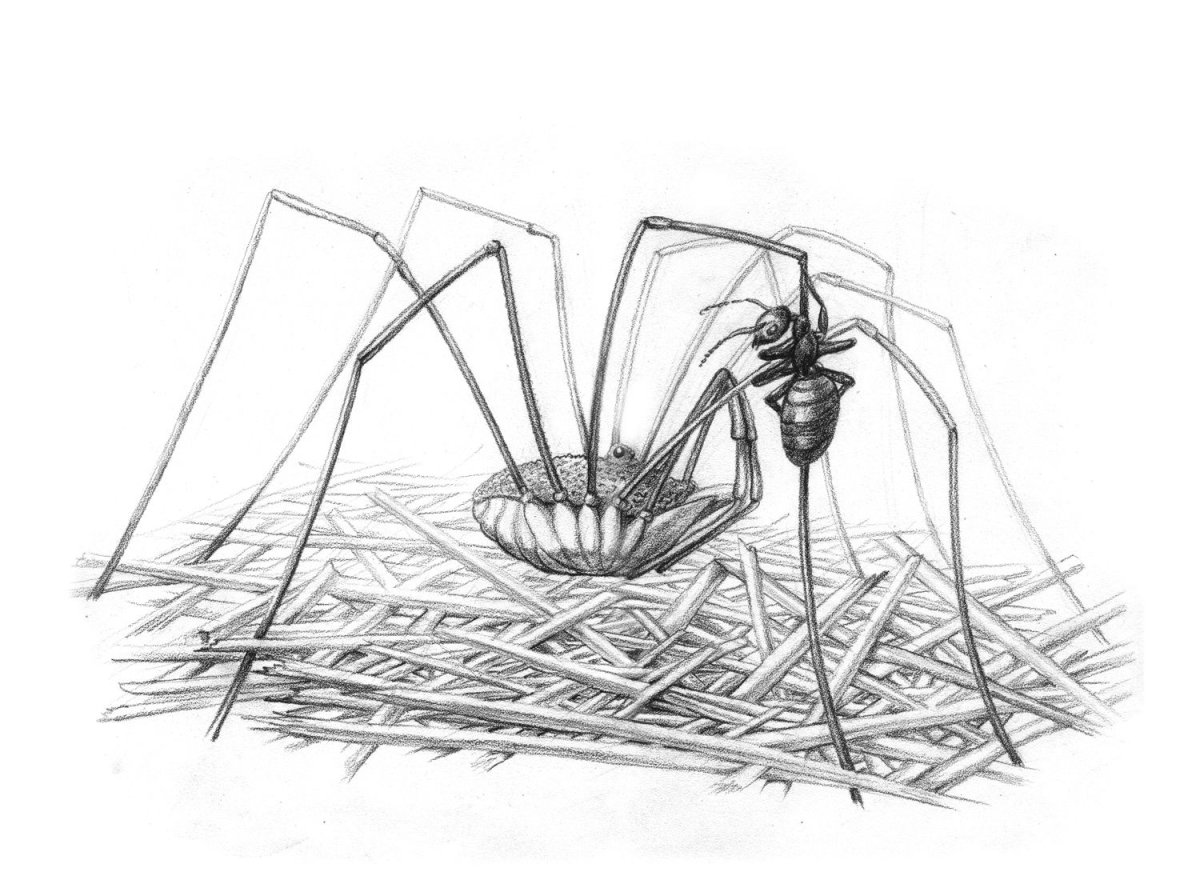 Муравей раскраска