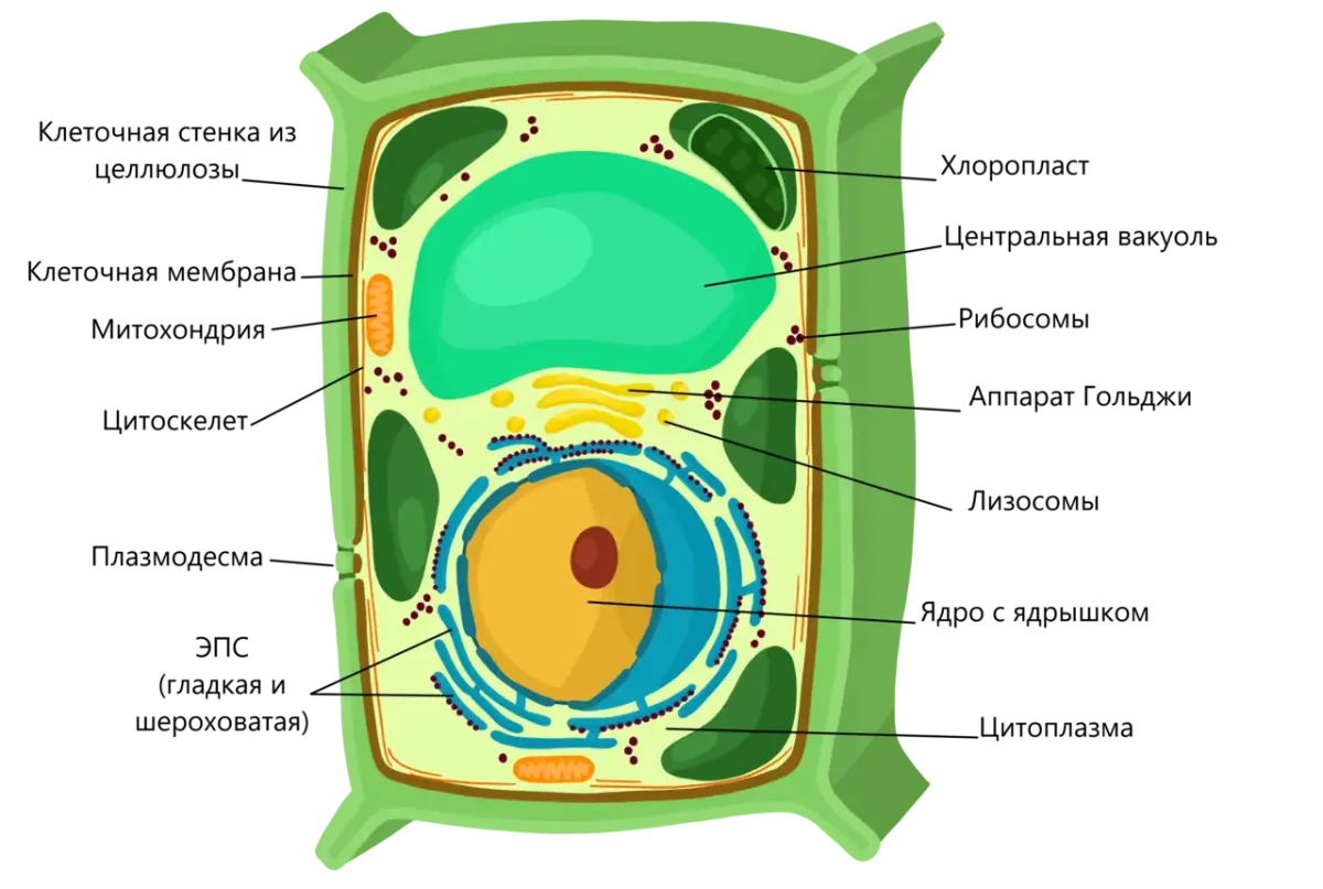 животная и раст клетка фото 6