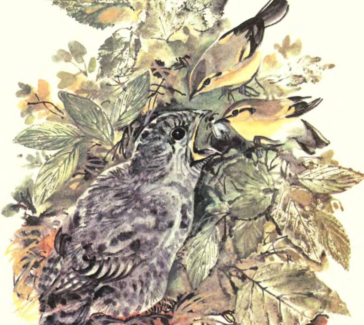 Снегирев птицы наших лесов