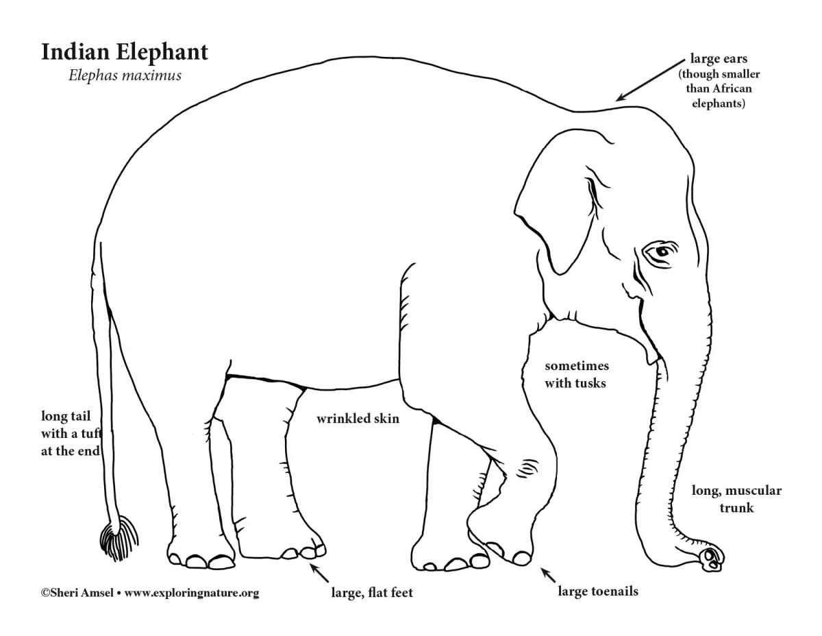 Раскраска Африканский слон