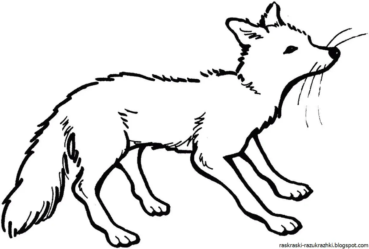 Раскраска лиса