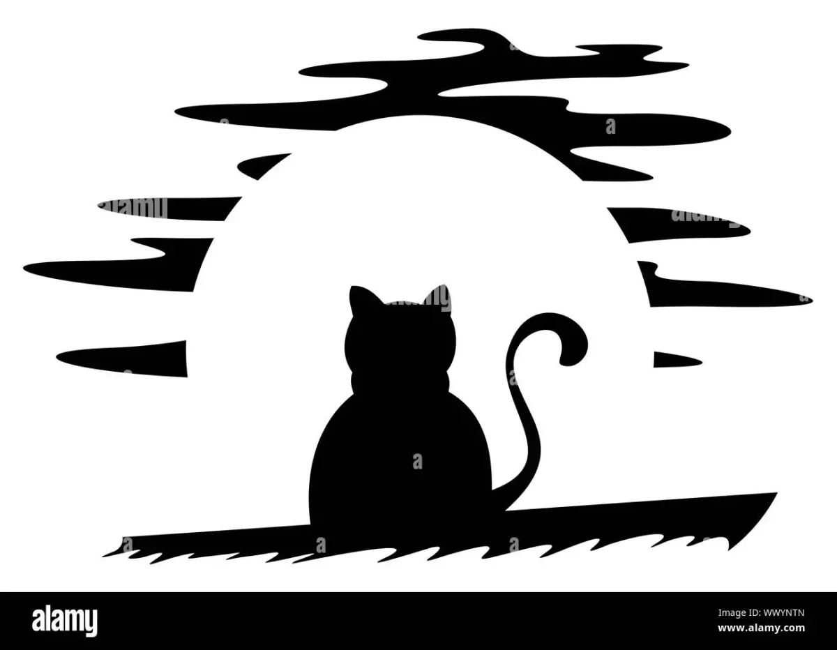 Влюбленные коты на заборе