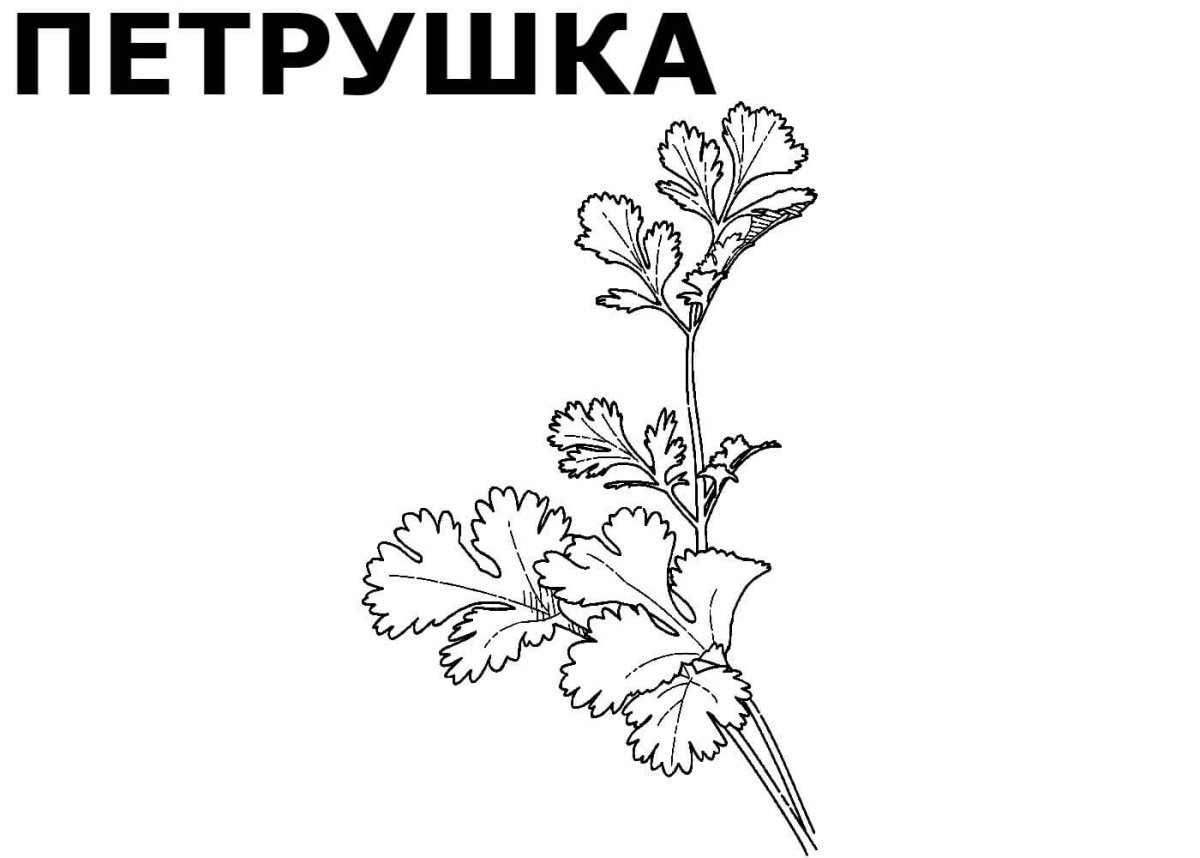 Петрушка и укроп раскраска