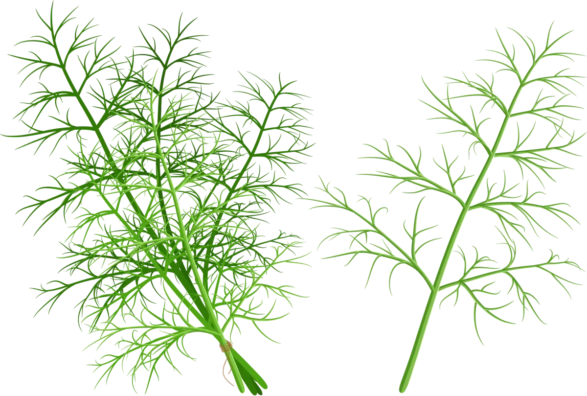 Пряные травы силуэты