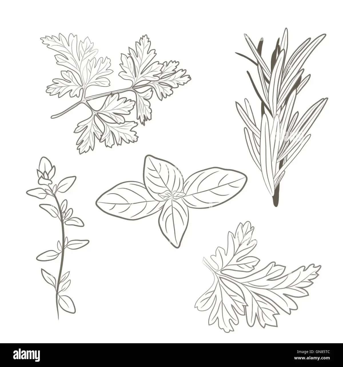 Петрушка зелень вектор