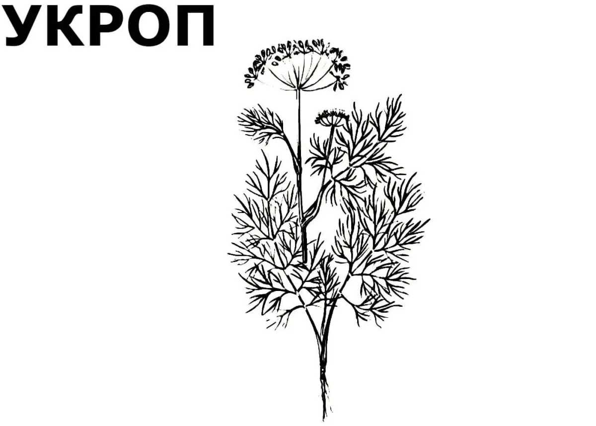 Укроп и петрушка