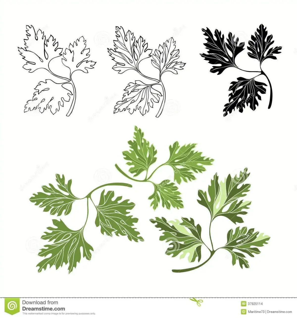 Петрушка зелень вектор