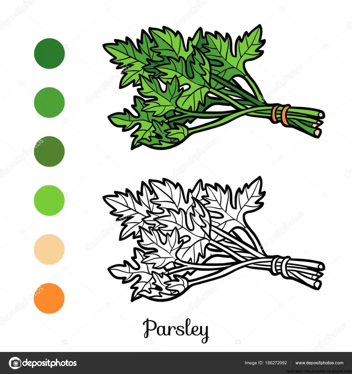 Раскраска укроп петрушка