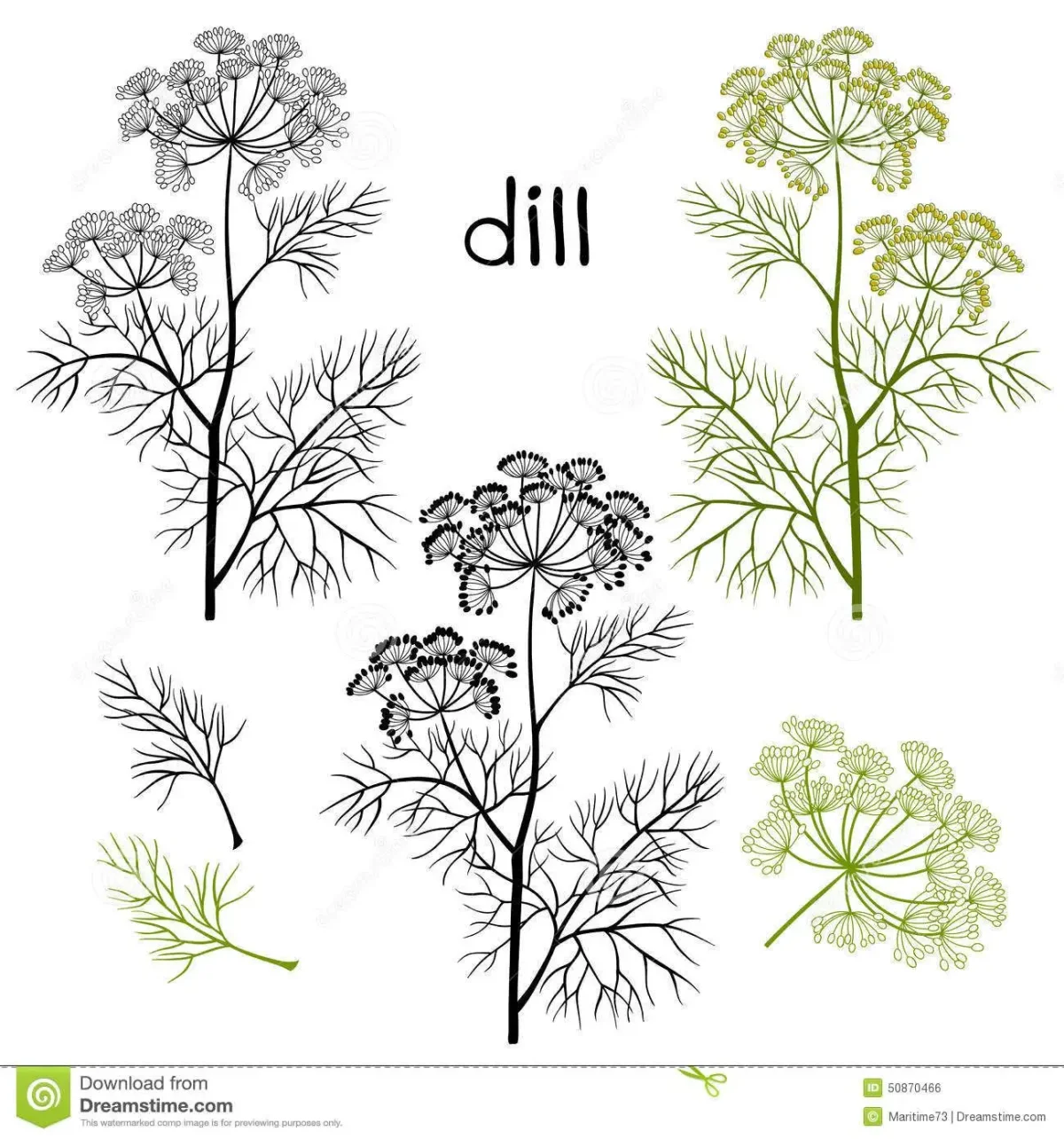 Лист укропа на белом фоне