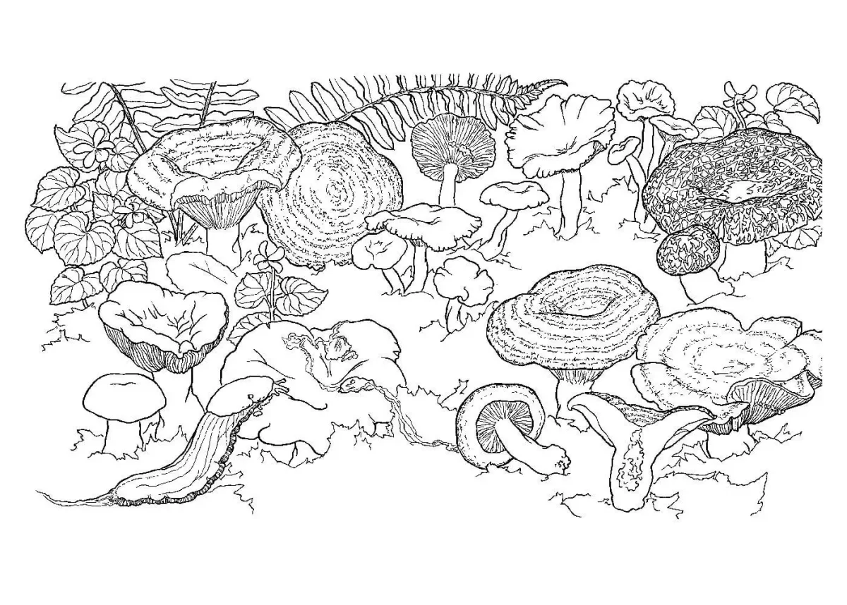 Гриб Боровик раскраска