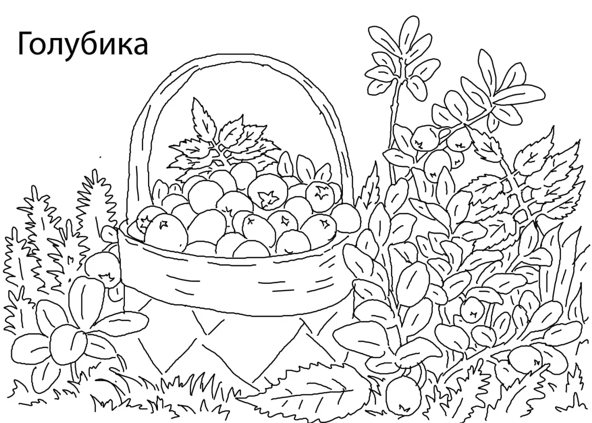 Раскраска ягоды голубика