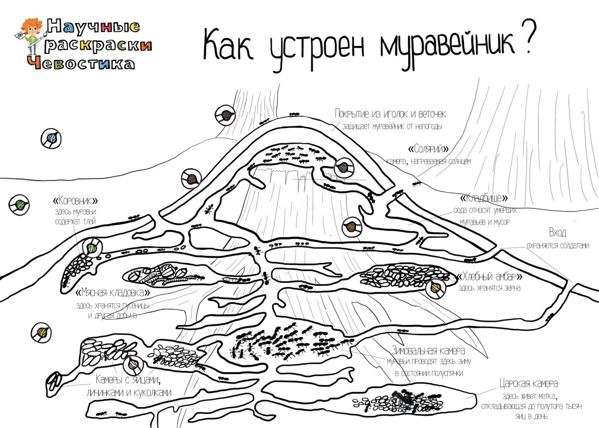 Чевостик научные раскраски