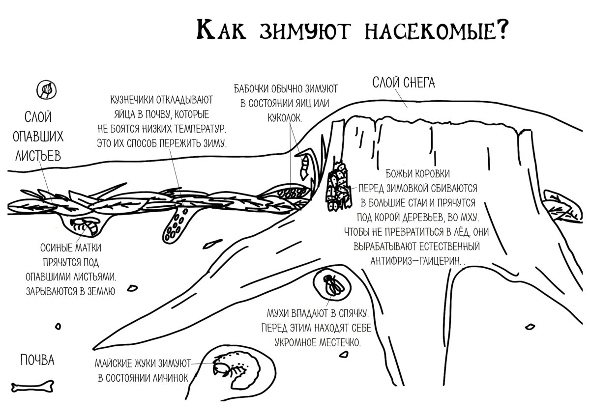 Части растений раскраска
