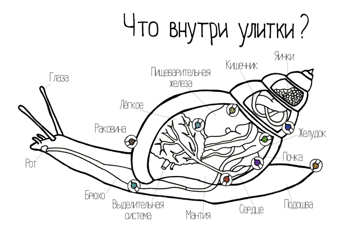 Научные раскраски Чевостика