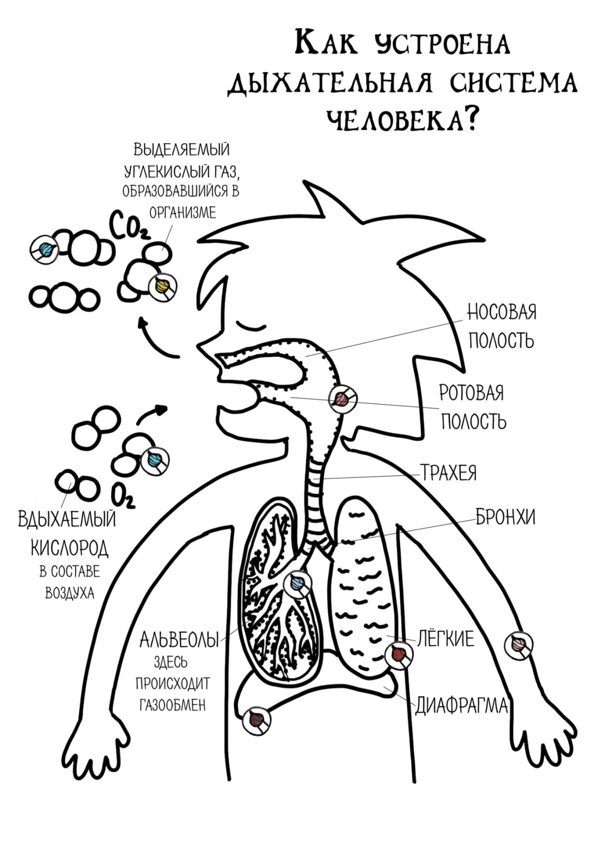 Научные раскраски Чевостика