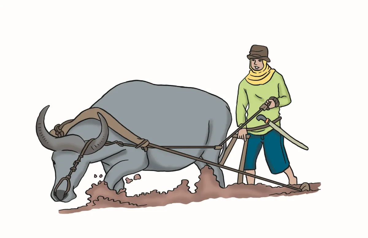 Волы запряженные в плуг