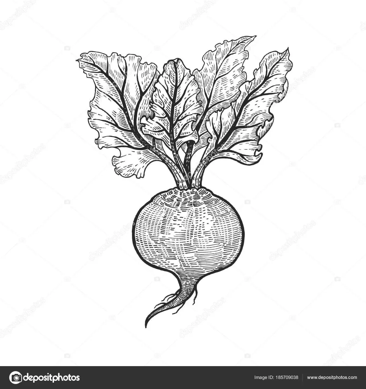 Сахарная свекла раскраска