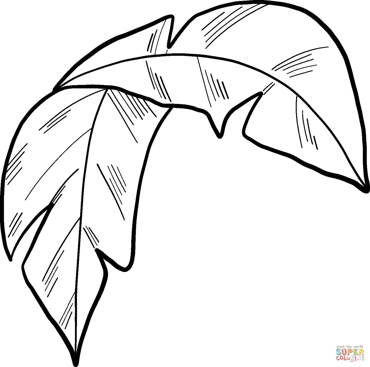 Лист монстеры черно белый