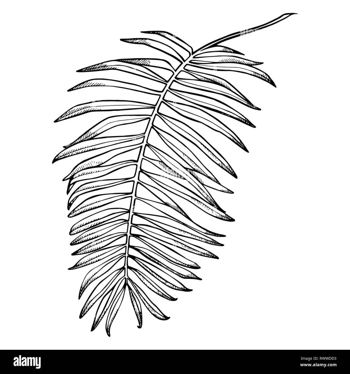 Ботанический лист рисунок контур