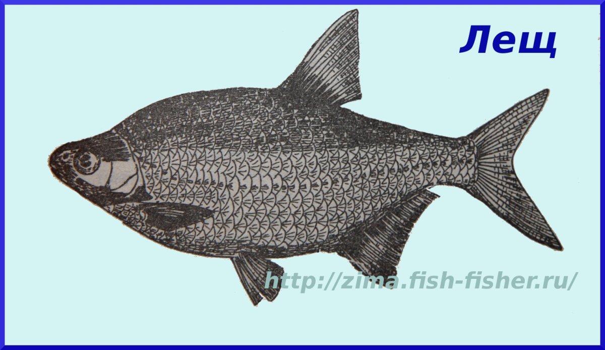 Толстолобик вектор