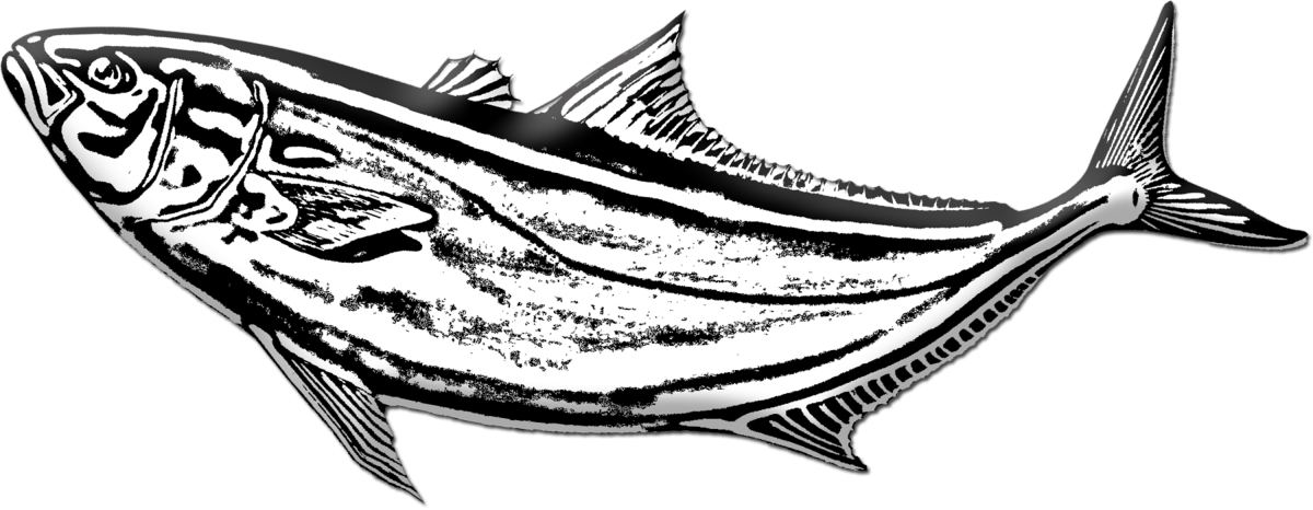 Плотва раскраска