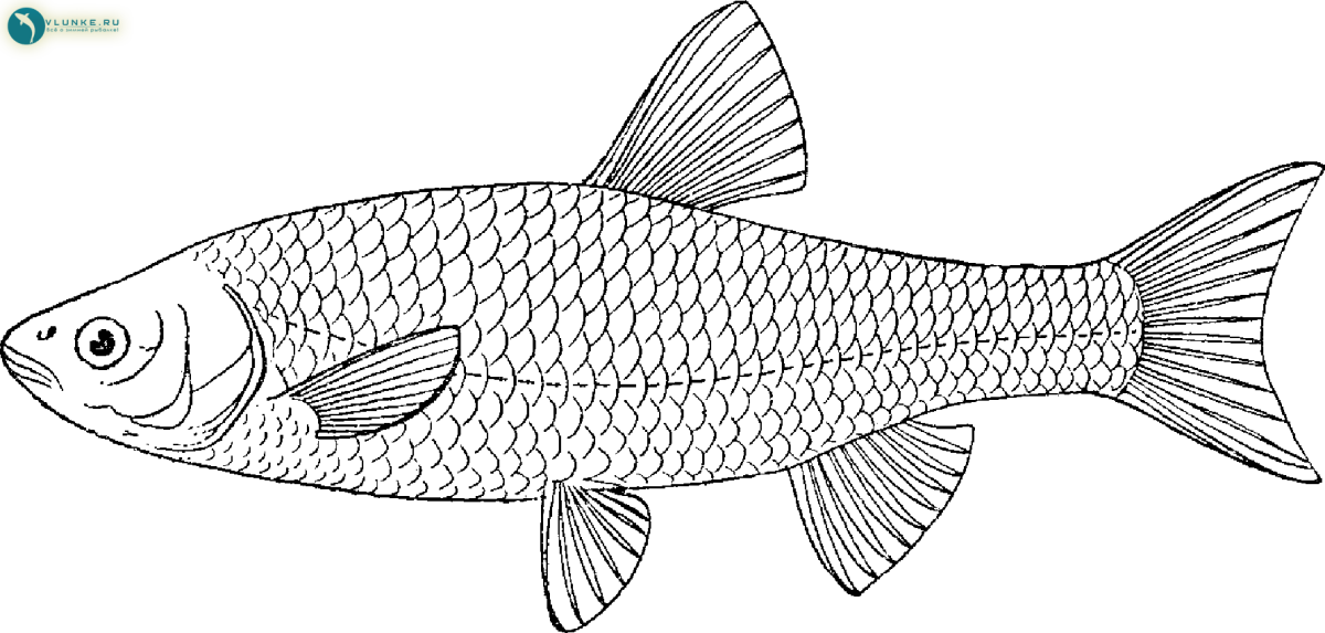 Плотва раскраска