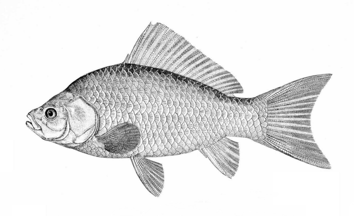 Окунь раскраска для детей