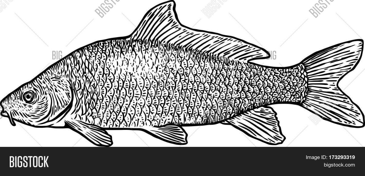 Рисунок рыбы сорожка размером листа а4