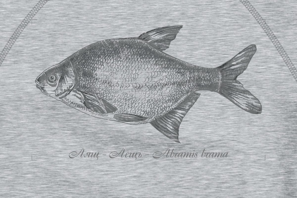 Густера рыба