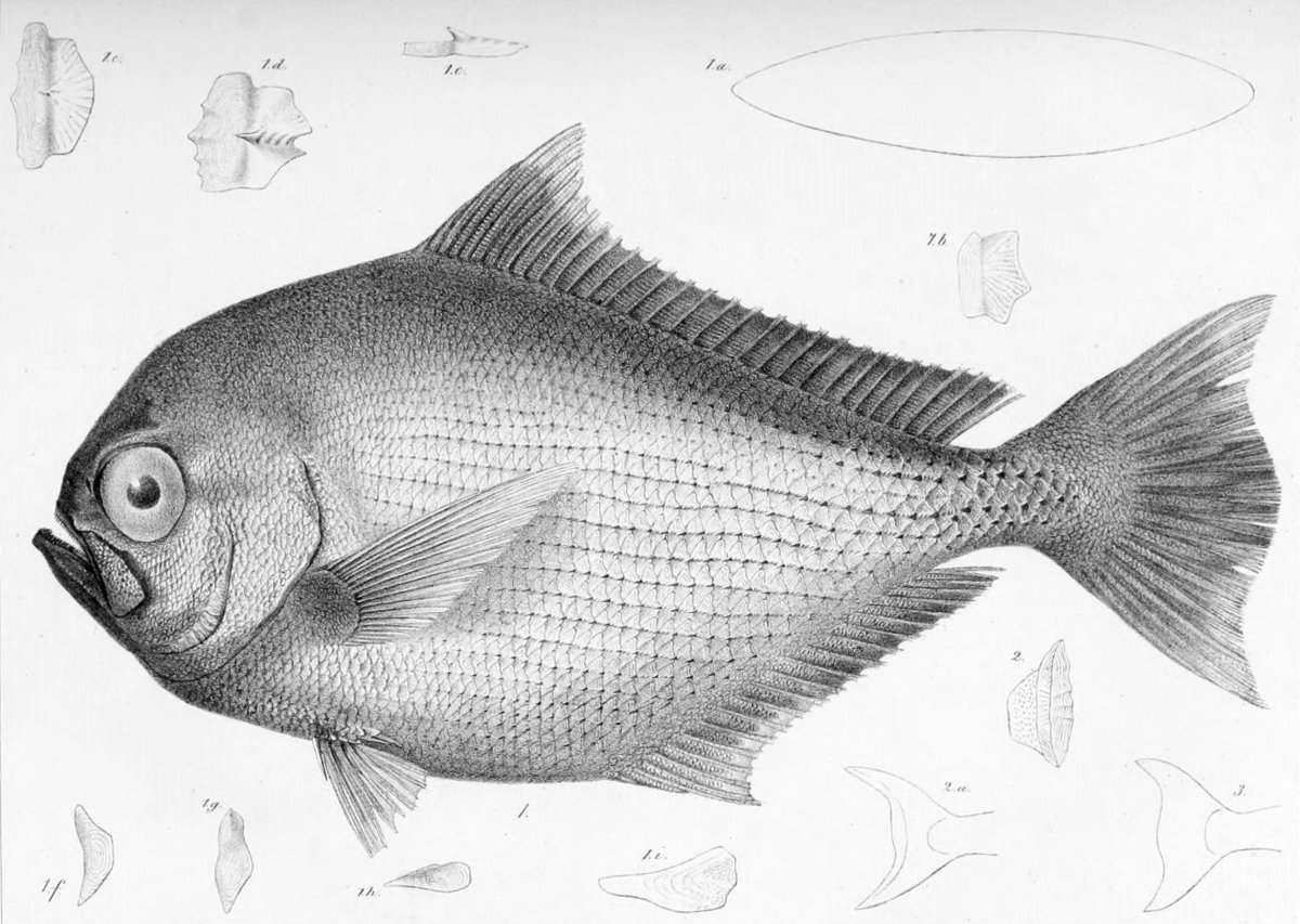 Морской лещ