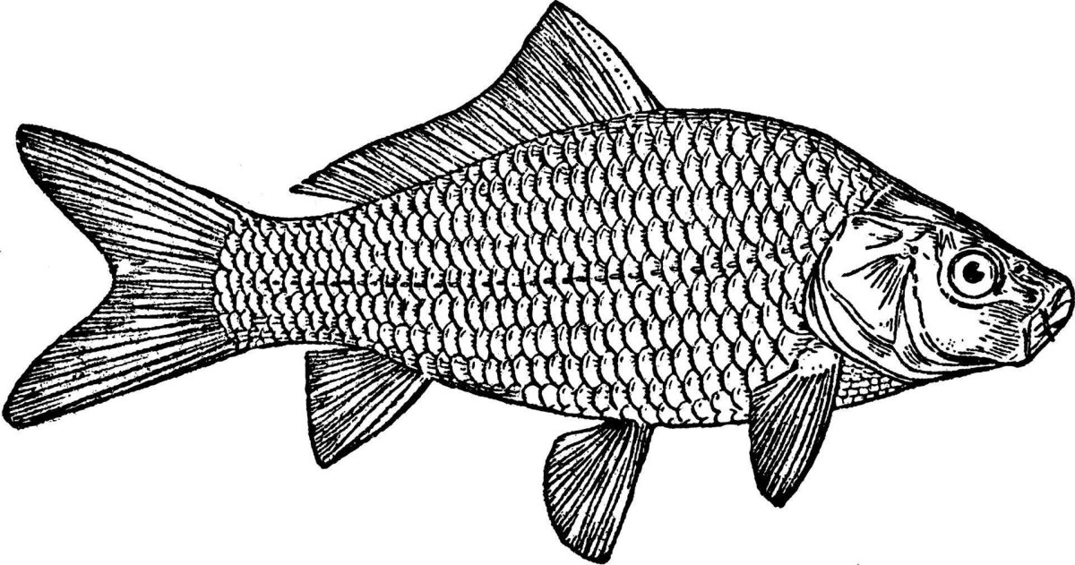 Карась логотип