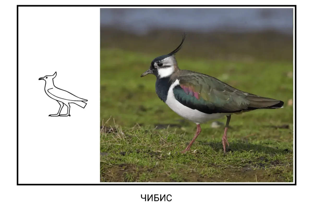 Свиристель птица раскраска для детей