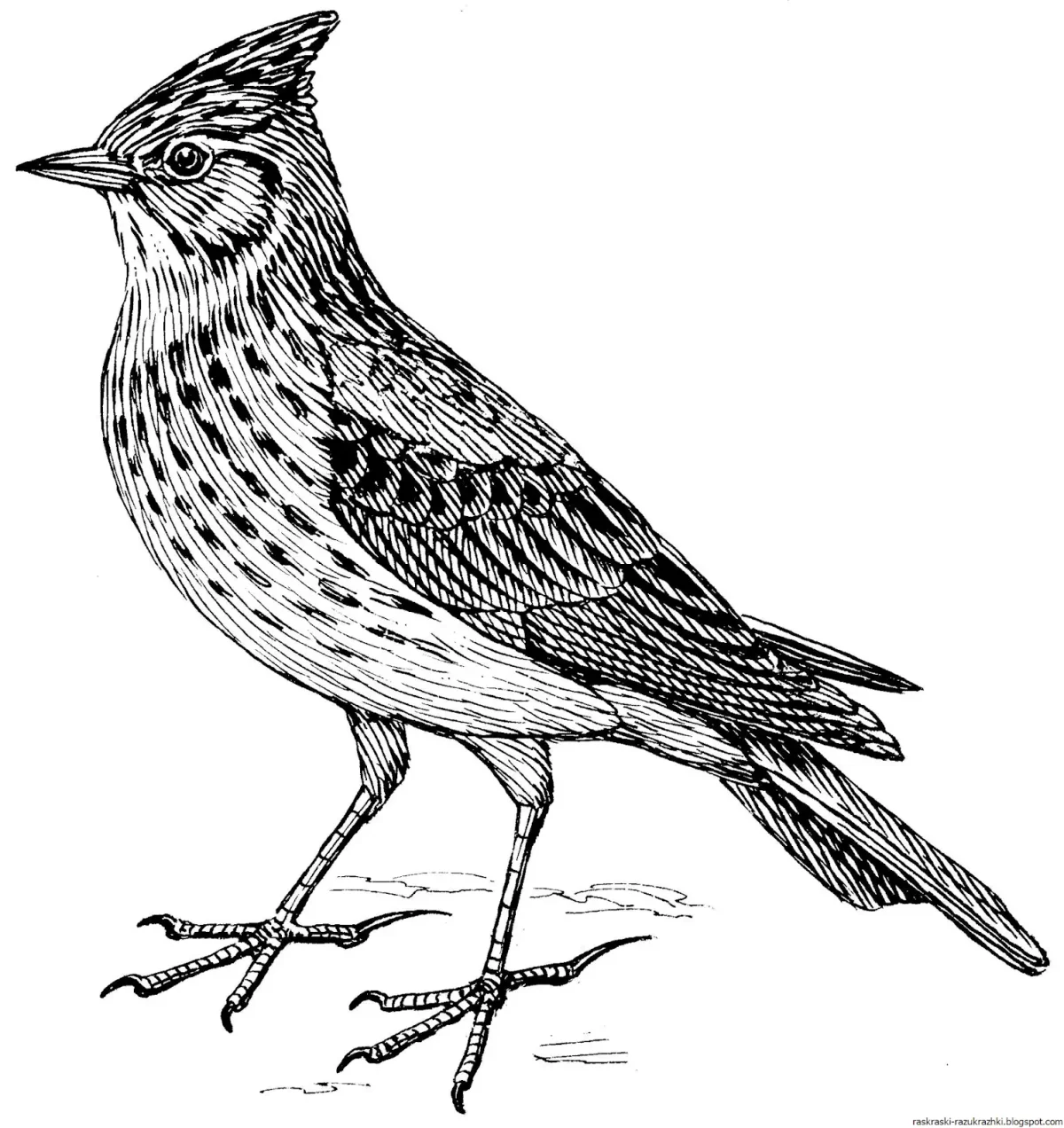 Покемон иви разукрашка