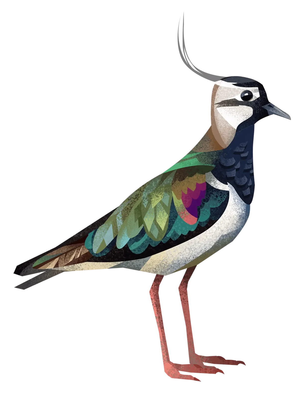 Адоб ми раскраска