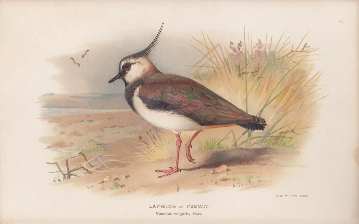 Птица Колибри раскраска