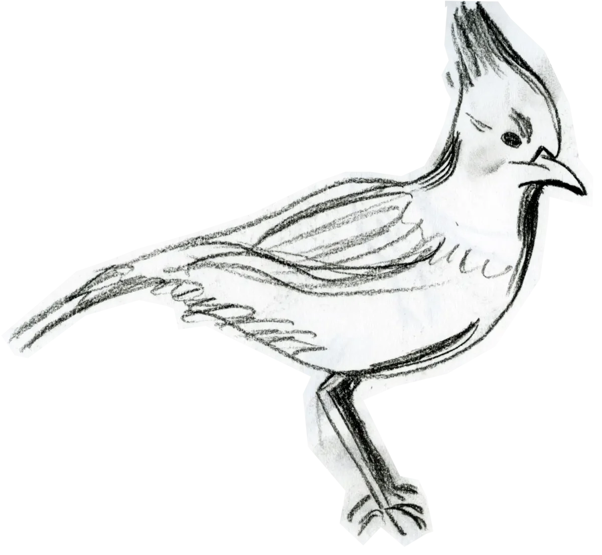 Колибри раскраска