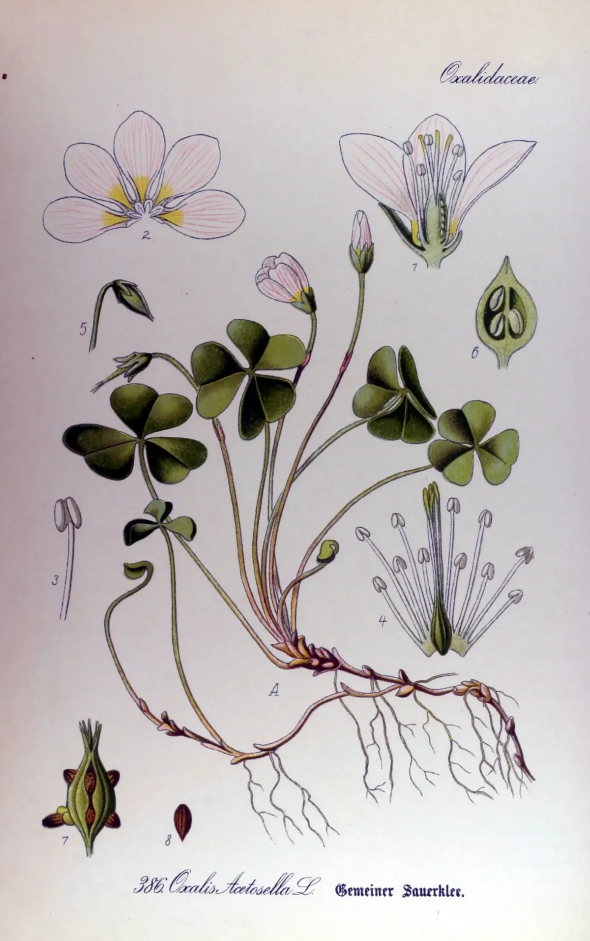 Четырехлистный Клевер раскраска