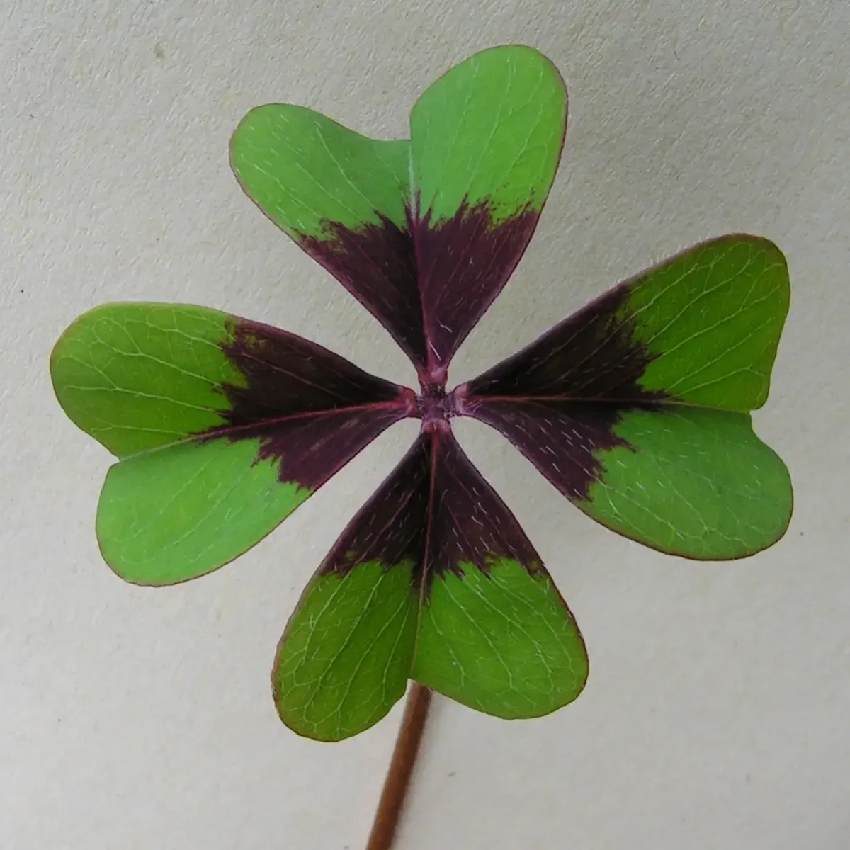 Фиалка раскраска для детей