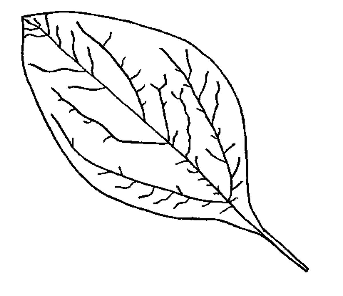 Лист яблони для раскрашивания