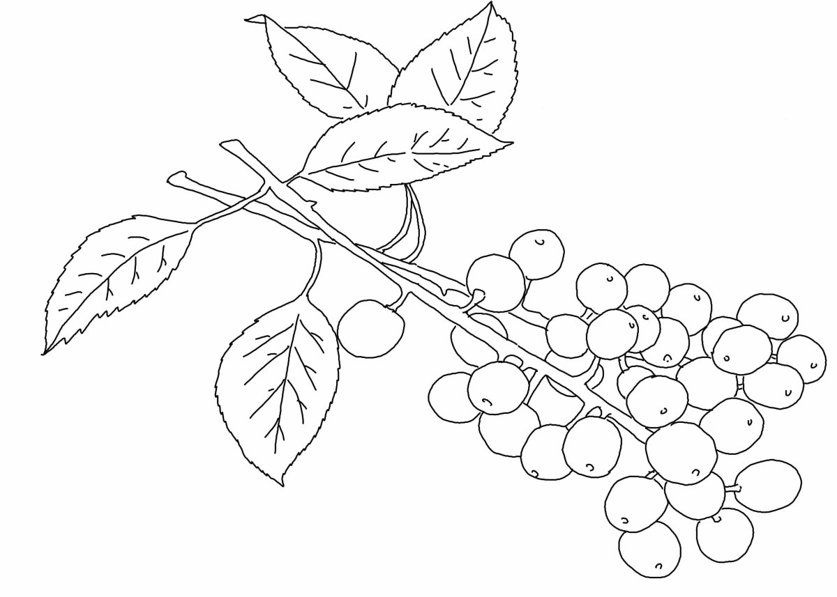 Ветка рябины раскраска для детей