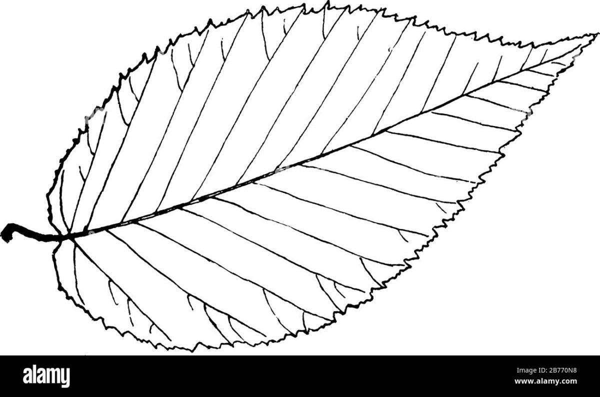 Контур листьев
