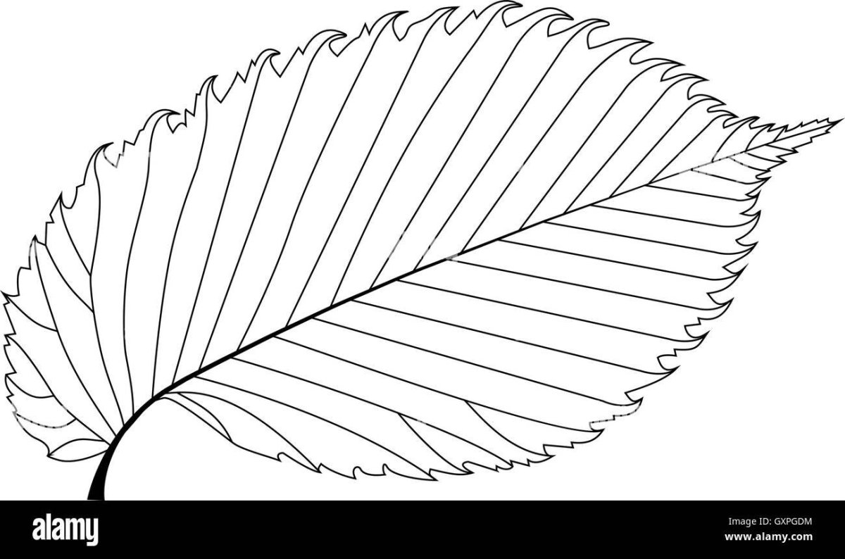 Лист вяза контур